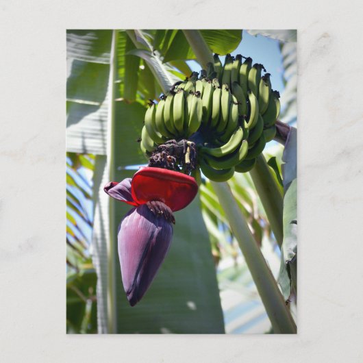 Banana Bunch en Flower Stalk Briefkaart (Voorkant)