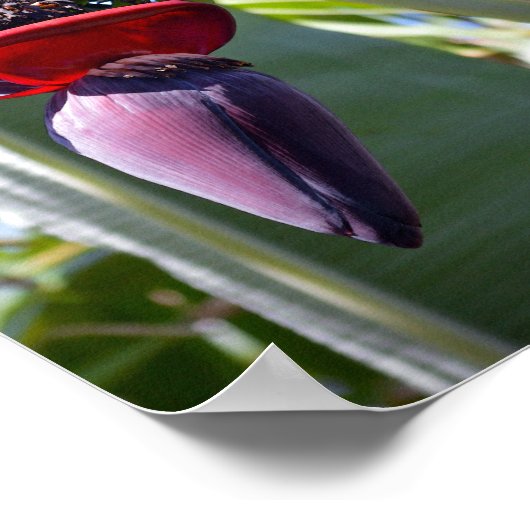 Banana Bunch en Flower Stalk Poster (Hoek)