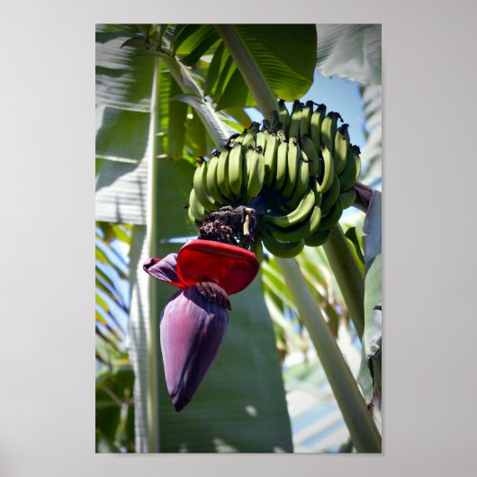 Banana Bunch en Flower Stalk Poster (Voorkant)