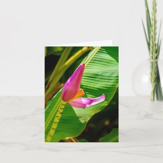 Banana Flower, Limahuli Gardens, Kauai Notitiekaartje (Voorkant)