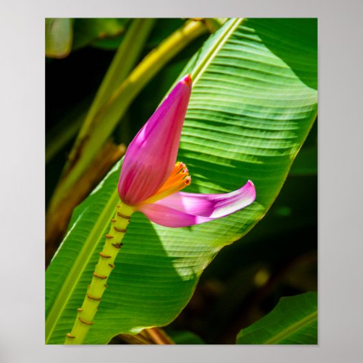 Banana Flower, Limahuli Gardens, Kauai Vertical Poster (Voorkant)