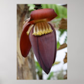 Banana Flower Poster (Voorkant)