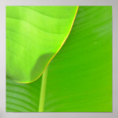 Banana Folds Poster (Voorkant)