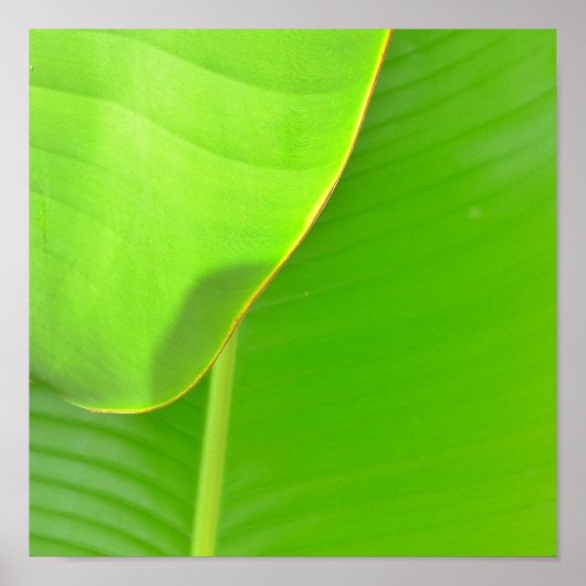 Banana Folds Poster (Voorkant)