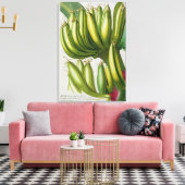 Banana, gegraveerd door Johann Jakob Haid (1704-67 Canvas Afdruk (Insitu (Woonkamer))