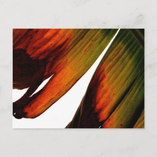Banana Leaf Briefkaart