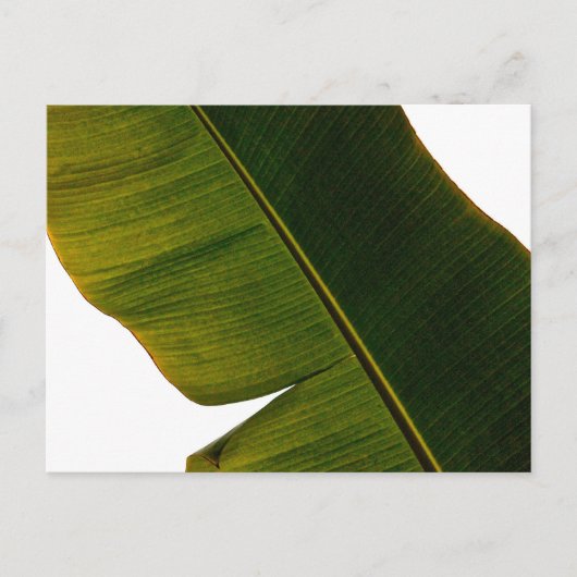 Banana Leaf Briefkaart (Voorkant)