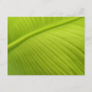 Banana Leaf Briefkaart