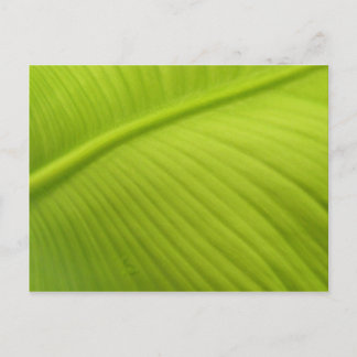 Banana Leaf Briefkaart
