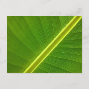 Banana Leaf Macro Briefkaart