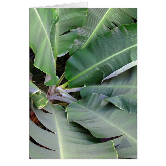 Banana Leaves (Voorkant)