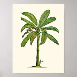 Banana Pen en Ink Poster