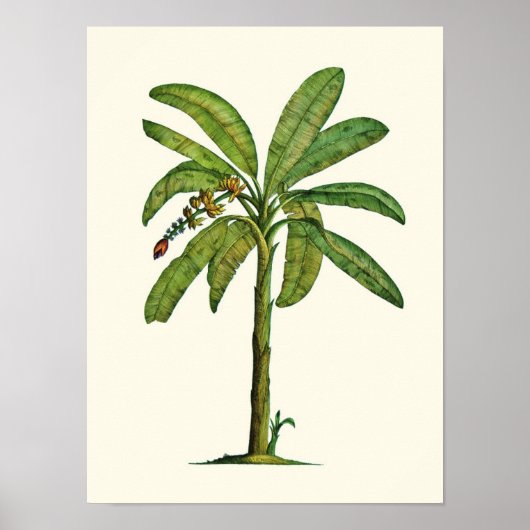 Banana Pen en Ink Poster (Voorkant)