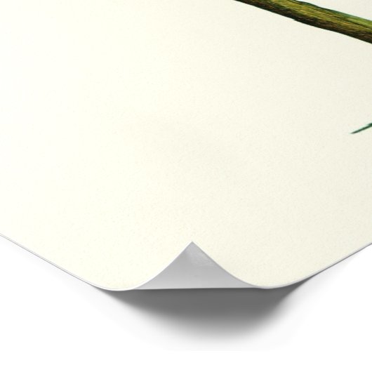 Banana Pen en Ink Poster (Hoek)