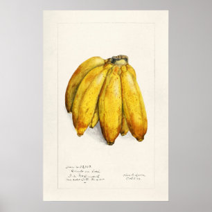 Banana Poster