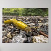 Banana Slug Art Poster (Voorkant)