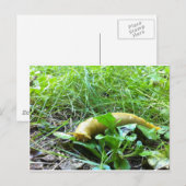 Banana Slug Briefkaart (Voorkant / Achterkant)