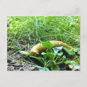 Banana Slug Briefkaart