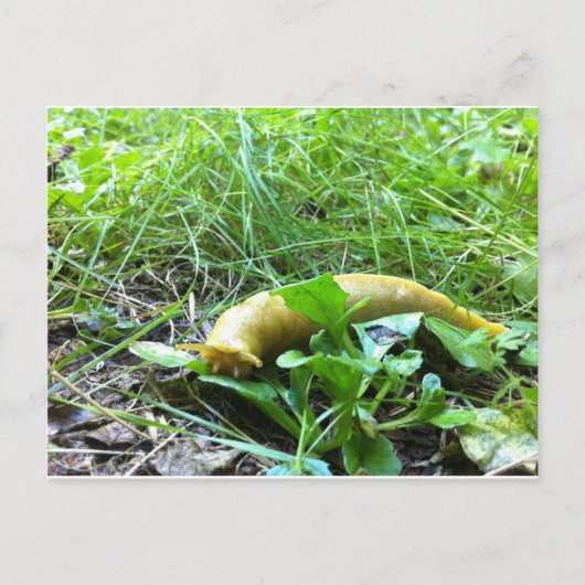 Banana Slug Briefkaart (Voorkant)
