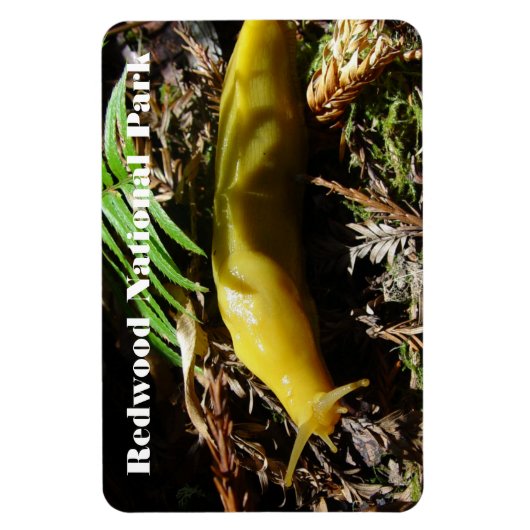 Banana Slug Magneet (Verticaal)