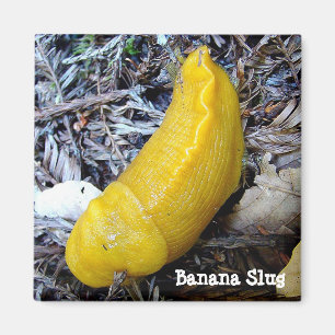 Banana Slug Magnet