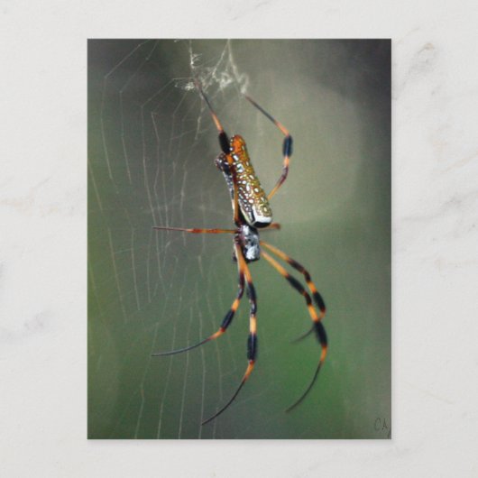 Banana Spider Briefkaart (Voorkant)