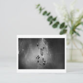 Banana Spider op internet - Foto-Briefkaart Briefkaart (Staand voorkant)