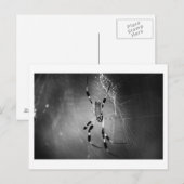 Banana Spider op internet - Foto-Briefkaart Briefkaart (Voorkant / Achterkant)