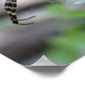 Banana Spider Poster (Hoek)