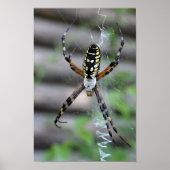 Banana Spider Poster (Voorkant)