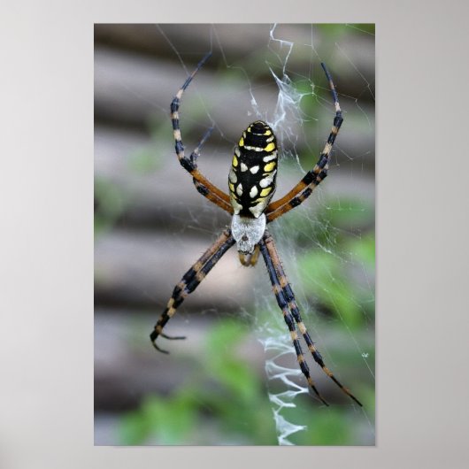 Banana Spider Poster (Voorkant)
