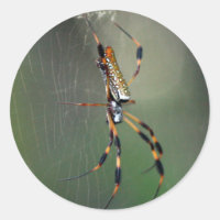 Banana Spider