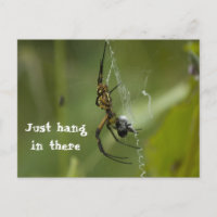 Banana Spider Web gewoon daar hangen