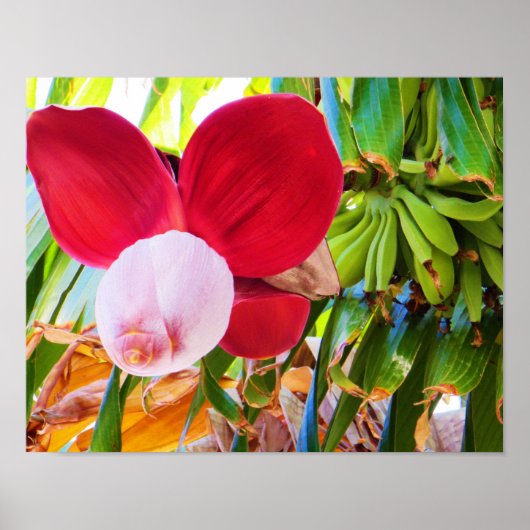 Banana Tree Bliss Poster (Voorkant)