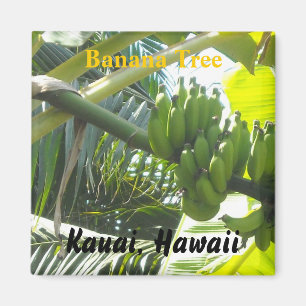 Banana Tree, Kauai, Hawaii Magneet
