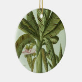 Banana, van J. Weinmann Phytanthoza Iconographi Keramisch Ornament (Rechts)