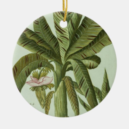 Banana, van J. Weinmann Phytanthoza Iconographi Keramisch Ornament (Voorkant)