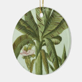 Banana, van J. Weinmann Phytanthoza Iconographi Keramisch Ornament (Links)