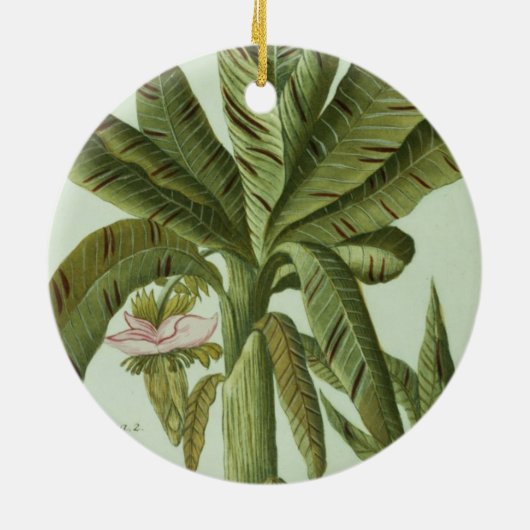 Banana, van J. Weinmann Phytanthoza Iconographi Keramisch Ornament (Achterkant)