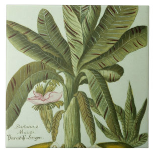 Banana, van J. Weinmann Phytanthoza Iconographi Tegeltje
