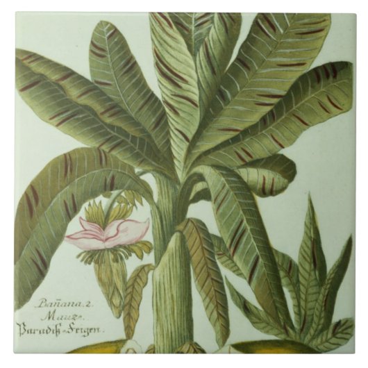 Banana, van J. Weinmann Phytanthoza Iconographi Tegeltje (Voorkant)