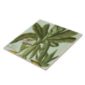 Banana, van J. Weinmann Phytanthoza Iconographi Tegeltje (Zijkant)