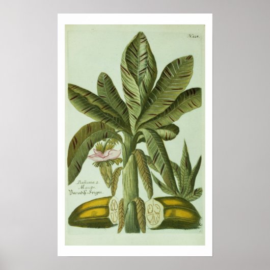 Banana, van J. Weinmann's Phytanthoza Iconographi Poster (Voorkant)