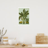 Banana, van J. Weinmann's Phytanthoza Iconographi Poster (Keuken)