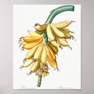Banana van Les lililiacees (1805) van Pierre-Josep Poster