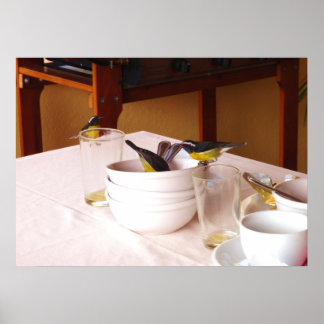 Bananakuitvogels Coreba Falveola Poster