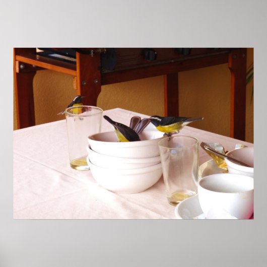 Bananakuitvogels Coreba Falveola Poster (Voorkant)