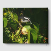 Bananaquit Bird Eating Tropical Photography Gastenboek (Achterkant)