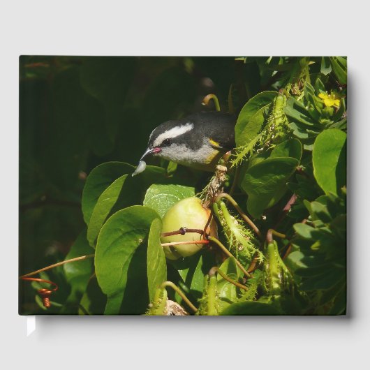 Bananaquit Bird Eating Tropical Photography Gastenboek (Voorkant)