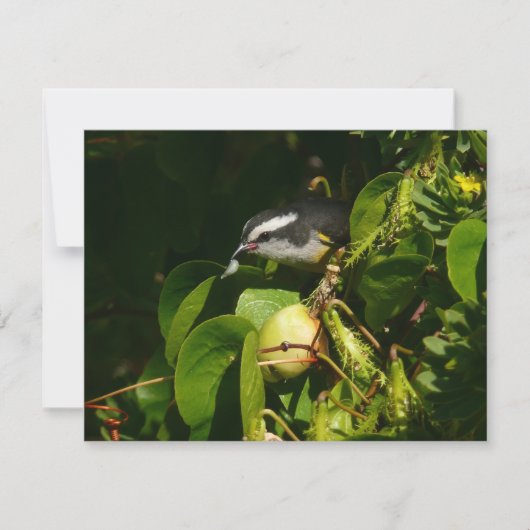 Bananaquit-vogel die tropische fotografie eet (Voorkant)